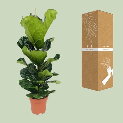 XL Kamerplant - Ficus Lyrata - Pot Ø 21cm Hoogte ↕ 100cm
