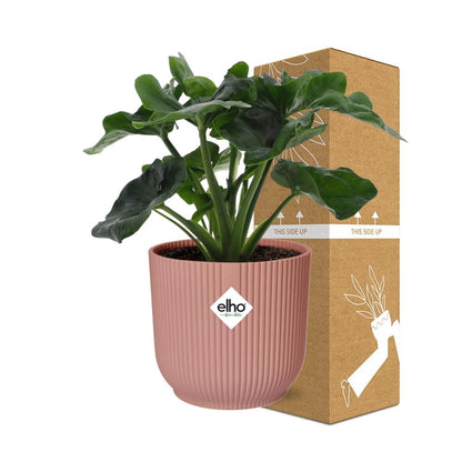 Kamerplant - Philodendron Atom - Pot Ø 14cm