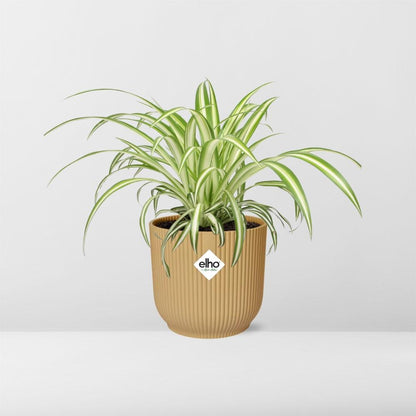 Kamerplant - Chlorophytum Comosum Variegatum - Pot Ø 14cm