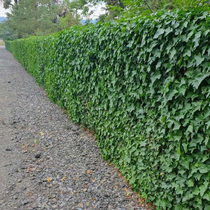 Buitenplant 6x Hedera - Klimplant - Pot Ø 5cm Hoogte ↕ 10cm