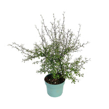 Kamerplant - Maori Green Leaf - Pot Ø 19cm Hoogte ↕ 55cm