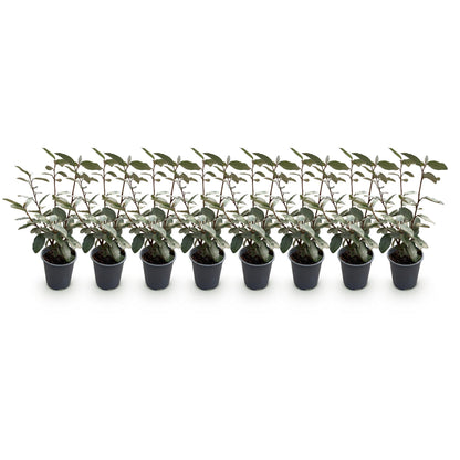 Buitenplant 8x Elaeagnus ebbingei Compacta - Haagplant - Groenblijvend - Pot Ø 9cm Hoogte ↕ 30-35cm