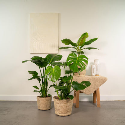 Kamerplanten set - Monstera Deliciosa + Alocasia Zebrina + Strelitzia Nicolai - Inclusief siermand