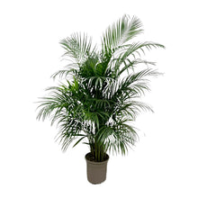 XL kamerplant - Dypsis Lutescens (Areca palm) - Pot Ø 21-24cm Hoogte ↕ 140cm