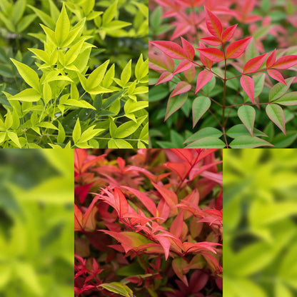 Buitenplant 3x Nandina Tricolour - Groenblijvend - Pot Ø 17cm Hoogte ↕ 45cm