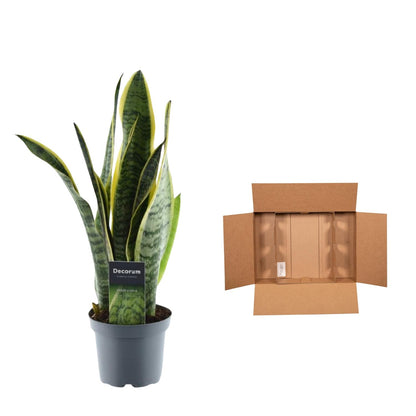 Kamerplant - Sansevieria Laurentii - Pot Ø 12cm Hoogte ↕ 45cm