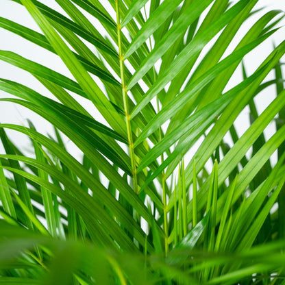 XL kamerplant - Areca Palm - Pot Ø 24cm Hoogte ↕ 130cm