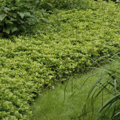 Buitenplant 24x Pachysandra term. 'Green Carpet' - Pot Ø 9cm Hoogte ↕ 10-25cm