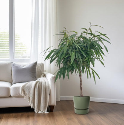 XL kamerplant - Ficus Alii Gevlochten - Pot Ø 27cm Hoogte ↕ 110cm