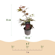 Buitenplant - Acer palmatum 'Atropurpureum' - Pot Ø 12cm Hoogte ↕ 35cm