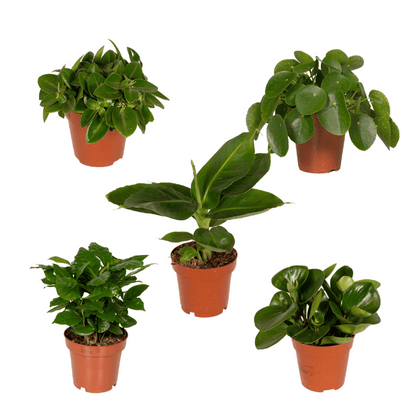 Kamerplant 5x Verrassingsbox - Pot Ø 12cm Hoogte ↕ 25cm