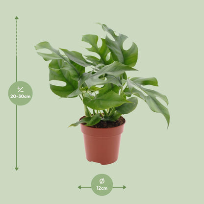 Kamerplant - Monstera Minima - Pot Ø 12cm Hoogte ↕ 25cm