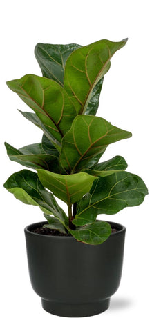 Kamerplant - Ficus Lyrata - Pot Ø 12cm Hoogte ↕ 30cm