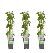 Buitenplant 3x Fallopia baldschuanica - Klimplant - Pot Ø 15cm Hoogte ↕ 65cm