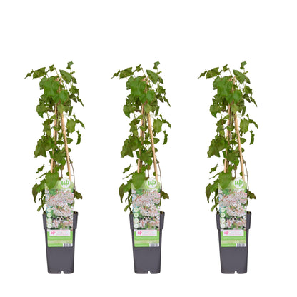 Buitenplant 3x Fallopia baldschuanica - Klimplant - Pot Ø 15cm Hoogte ↕ 65cm