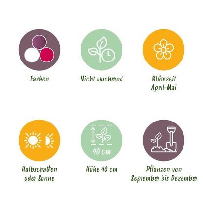 Buitenplant - Tulp Pastel mix - Bloeiend - 12 bollen Bolmaat 11/12
