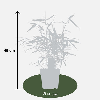 Buitenplant - Fargesia robusta 'Pingwu' - Pot Ø 14cm Hoogte ↕ 40cm