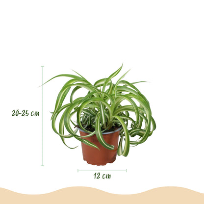 Kamerplant 4x Chlorophytum comosum Bonnie - Krullende Graslelie - Pot Ø 12cm Hoogte ↕ 20cm