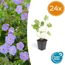 Buitenplant 24x Geranium Rozanne - Bloeiend - Pot Ø 9cm Hoogte ↕ 10-25cm