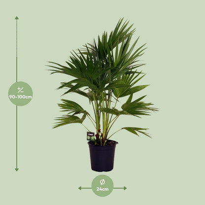 Kamerplant - Livistona Chinensis - Pot Ø 24cm Hoogte ↕ 100cm