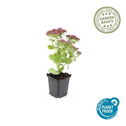 Buitenplant 12x Sedum 'Herbstfreude' - Bloeiend - Pot Ø 9cm Hoogte ↕ 10-25cm