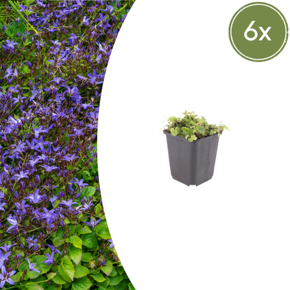 Buitenplant 6x Campanula poscharskyana - Bloeiend - Pot Ø 9cm Hoogte ↕ 10-25cm