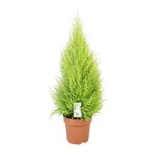 Kamerplant - Cupressus Goldcrest Wilma - Pot Ø 21cm Hoogte ↕ 90cm