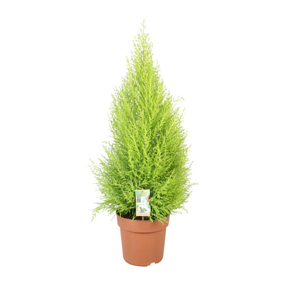 Kamerplant - Cupressus Goldcrest Wilma - Pot Ø 21cm Hoogte ↕ 90cm