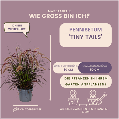 Buitenplant 2x Pennisetum 'Tiny Tails' - Pot Ø 19cm Hoogte ↕ 40-50cm