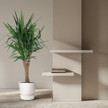 XL kamerplant - Yucca Elephantipes vertakt - Pot Ø 31cm Hoogte ↕ 150cm