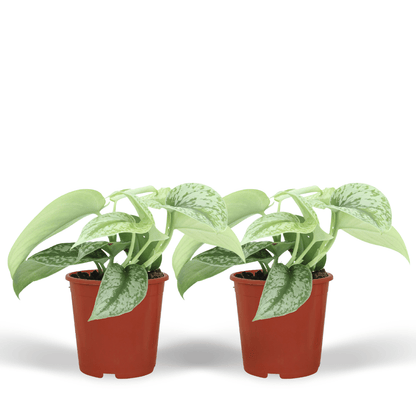 Kamerplant 2x Scindapsus Pictus 'Trebie' - Pot Ø 12cm Hoogte ↕ 15cm