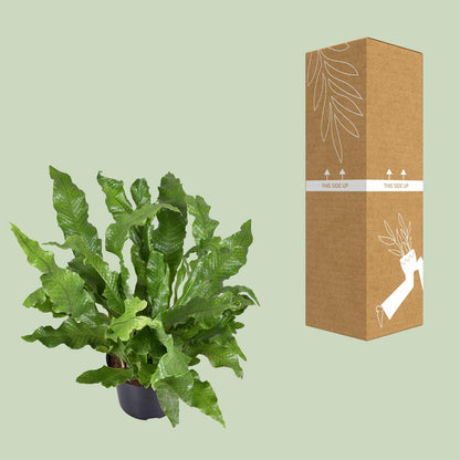 Kamerplant - Microsorum Diversifolium - Pot Ø 23cm Hoogte ↕ 60cm