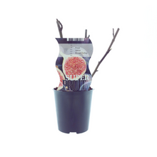 Buitenplant - Ficus Brown Turkey (Vijg) - Pot Ø 12cm Hoogte ↕ 30cm
