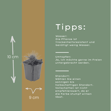Buitenplant 24x Festuca gautieri - Pot Ø 9cm Hoogte ↕ 10-25cm