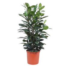 XL kamerplant - Ficus Cyathistipula struik - Pot Ø 34cm Hoogte ↕ 140cm