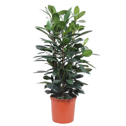 XL kamerplant - Ficus Cyathistipula struik - Pot Ø 34cm Hoogte ↕ 140cm