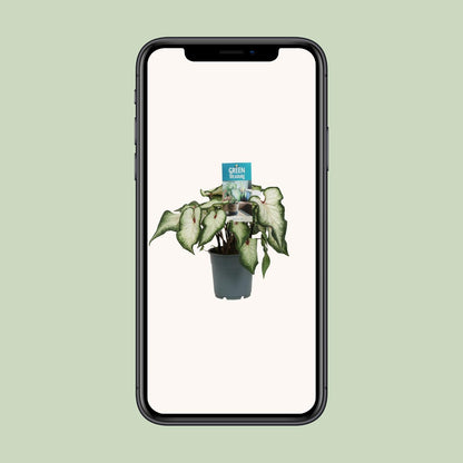 Kamerplant - Caladium Wit - Pot Ø 12cm Hoogte ↕ 25cm