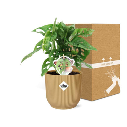 Kamerplant - Monstera 'Monkey Leaf' - Pot Ø 14cm