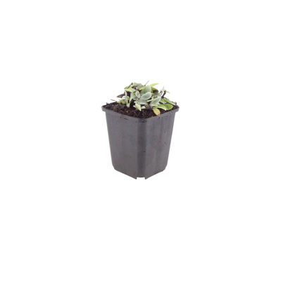 Buitenplant 60x Anaphalis triplinervis - Bloeiend - Pot Ø 9cm Hoogte ↕ 10-25cm