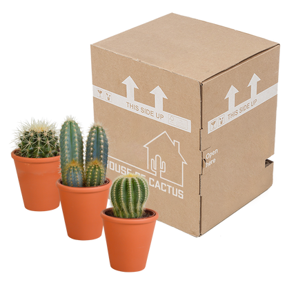 Kamerplant 3x Cactus mix - incl. terracotta pot - Pot Ø 8,5cm