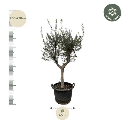 XL plant - Olea Europaea 'Cultivo' - Pot Ø 45cm Hoogte ↕ 230cm