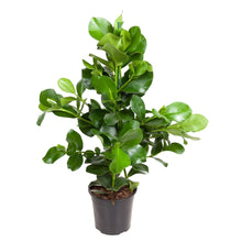 Kamerplant - Clusia Rosea - Luchtzuiverend - Pot Ø 24cm Hoogte ↕ 100cm
