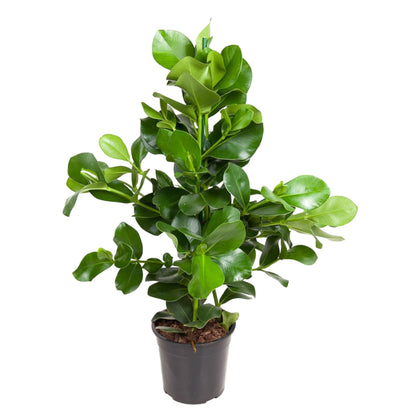 Kamerplant - Clusia Rosea - Luchtzuiverend - Pot Ø 24cm Hoogte ↕ 100cm