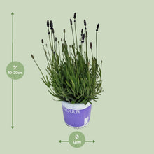 Buitenplant - Lavendel Lavandula Hidcote Blue - Pot Ø 12cm Hoogte ↕ 20cm