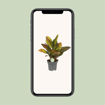 Kamerplant - Codiaeum Petra - Croton - Pot Ø 17cm Hoogte ↕ 45cm