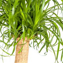 Kamerplant - Beaucarnea Recurvata - Op stam - Pot Ø 24cm Hoogte ↕ 80-100cm