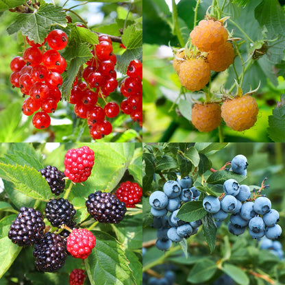 Buitenplant - Fruit planten mix - Rode Bes, Gele Framboos, Zwarte Braam, Blauwe Bes - Pot Ø 11cm Hoogte ↕ 40cm