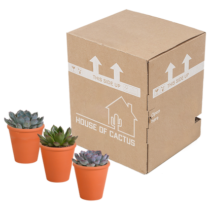 Kamerplant 3x Echeveria mix - In terracotta pot - Pot Ø 8.5cm