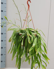 Kamerplant - Rhipsalis Red Coral - Hangplant - Pot Ø 20cm Hoogte ↕ 50cm