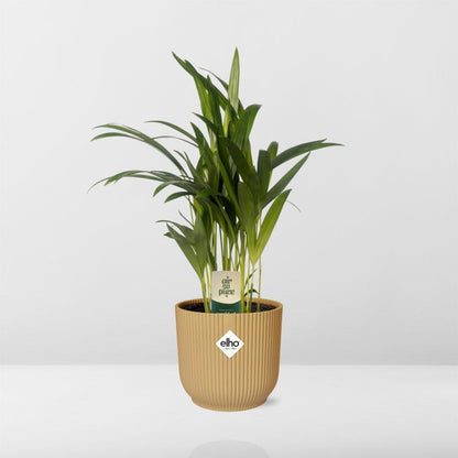 Kamerplant - Dypsis Lutescens (Areca) - Inclusief sierpot - Pot Ø 12cm
